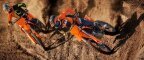 Thumbnail Photo 5 for New 2025 KTM 350SX-F