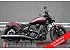 New 2026 Indian Scout